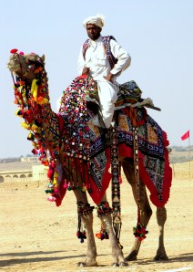 Camel in all its glory!